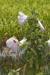 Swamp rosemallow